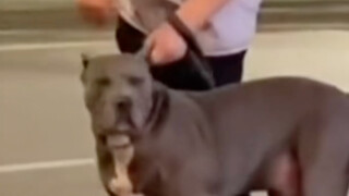 [Animal Dubbing] Cat: Handsome guy, is he a dog?