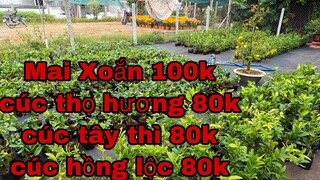 0967717427 Hoàng - mai giảo xoắn - cúc thọ hương - cúc tây thi - cúc hồng lộc  - giá từ 80-100k