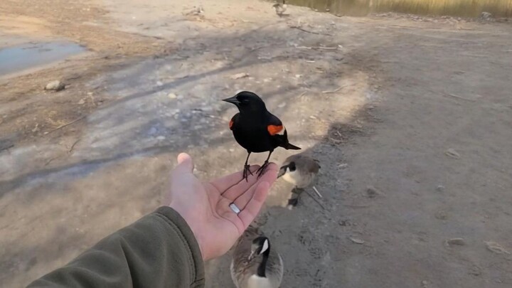 Bàn tay trái kỳ diệu