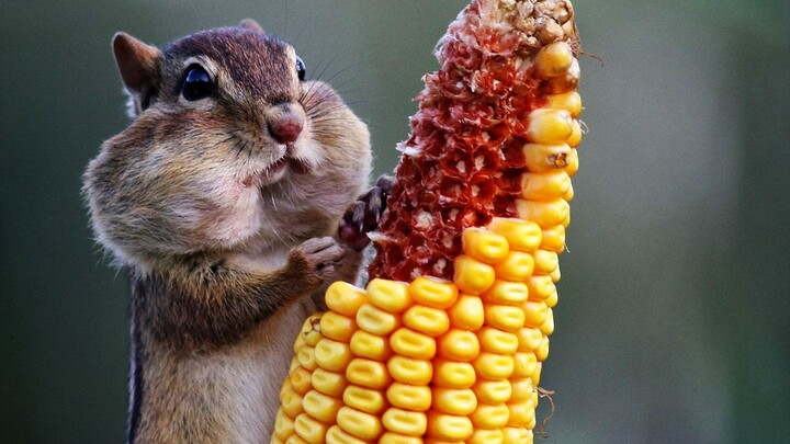 【Animal】Chipmunk: A Cute Foodie with a Large Mouth
