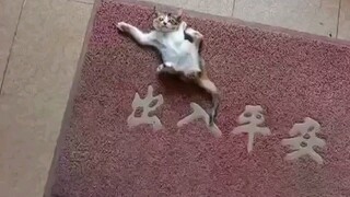 想要猫猫吗，买个粘猫板吧！