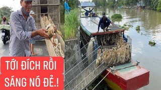 Xe tải và tàu chở VỊT ĐẺ CỔ CÒ từ cánh đồng An Giang đến Đồng Tháp -“Dân Miền Tây Chuyển Vịt Đồng.”