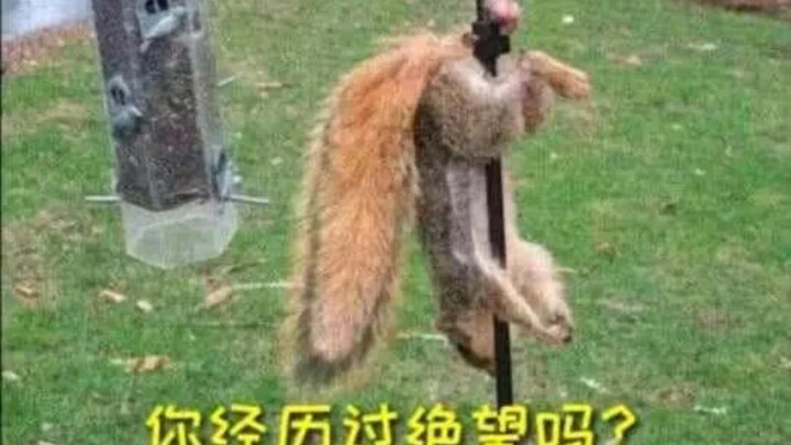 [Condolence Figure Blind Box] The squirrel whose nuts got stuck…