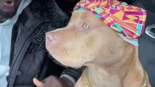 果然养狗随主人，感觉这狗子开口就能来一段rap了