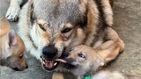 [Czech Wolfdog] Wolf father educates his cubs daily