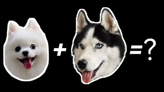 ปอมเมอเรเนียน + ฮัสกี้ = ???
