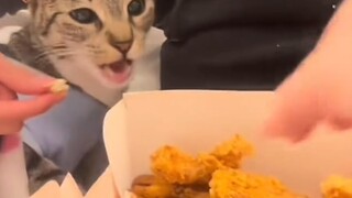 القط: لا تتحرك! كل هذا بسبب أمي!!