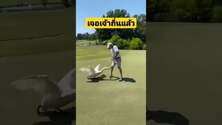*ดูคลิปเต็มลิงค์ข้างบน* เจอเจ้าถิ่นแล้ว #funny #awesome #reels #รวมคลิปตลก