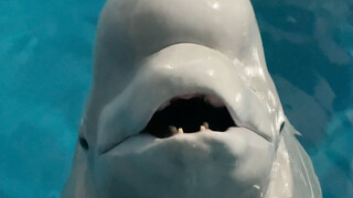 Lần này Tiểu Hắc thực sự nổi giận rồi.