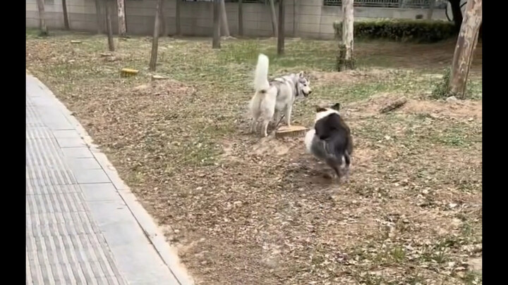 เปรียบเทียบไอคิวของโบรเกอร์และฮัสกี้