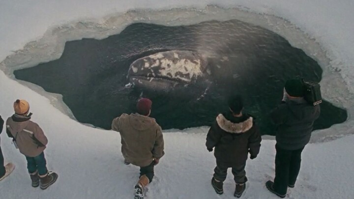 Three whales trapped beneath the ice—people spent a night carving 425 ice holes to let them breathe;
