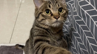 不拉便便的小猫咪，被麻麻禁止上床，气得嗷嗷叫