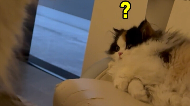 Xiao Mi: Study hard! Once you learn it, Mom will show you off too.