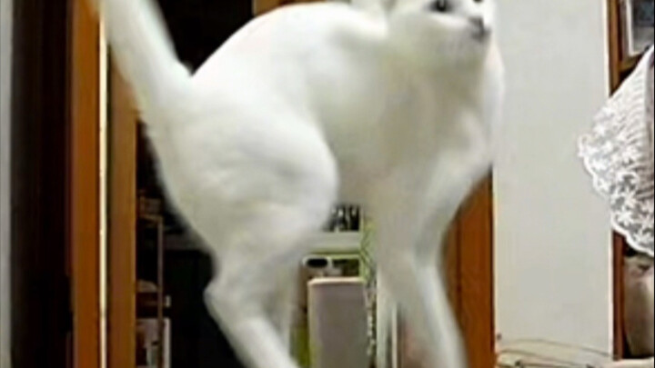 All the brains seem to be concentrated in me.