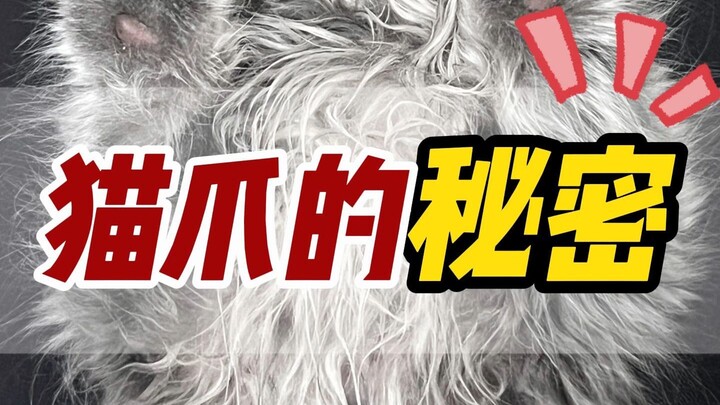 养猫也不一定知道的猫爪冷知识