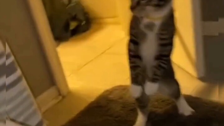 This cat successfully took away 20 seconds of your fucking time~~