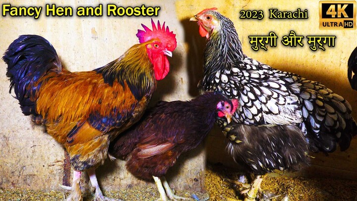 Hen and Rooster Fancy Poultry and Birds at Nazar Birds Setup 2023 Karachi