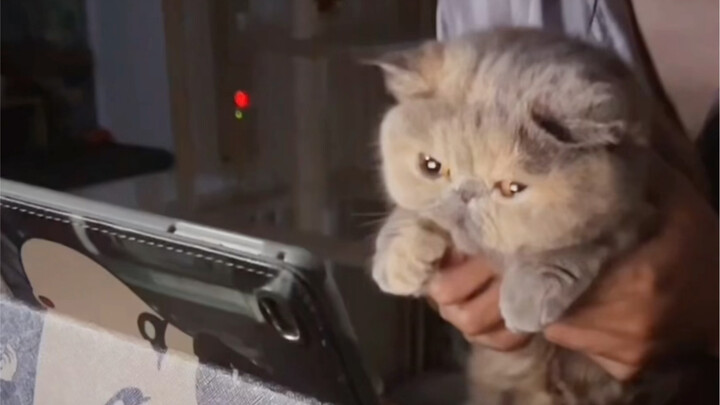 A thousand days of cat care, just one moment to put them to use! #CatsWatchingHorrorMovies