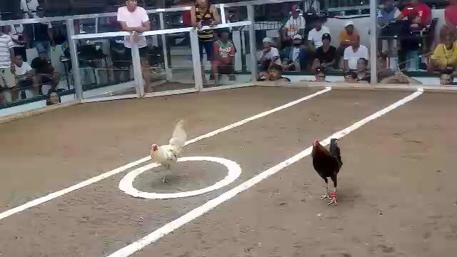 2nd fytwin (entry name Jemz