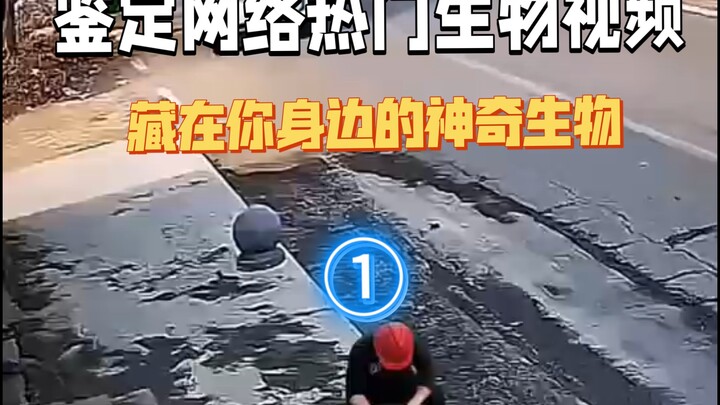 ตรวจสอบคลิปสัตว์ยอดฮิต (มหัศจรรย์) บนอินเทอร์เน็ต