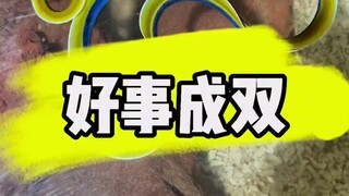 坐等七彩缦变色