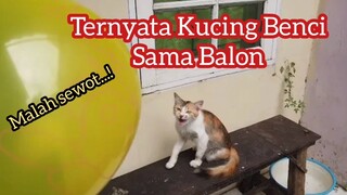 Ternyata Kucing Benci Sama Balon | Sampe emosi parah auto ngakakk...! Kucing  Uweng
