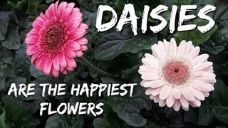 Daisies - The Happiest Flowers (Using Samsung J7 2016) by Coffee and Jam with Krizz