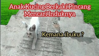 Kisah Kucing Kecil menangis memanggil ibunya tapi dapat Anugrah Allahu Akbar..!