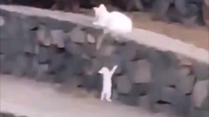 ชาวเน็ตต่างประเทศถ่ายคลิปแมวแม่สอนลูกแมวปีนกำแพง จนในที่สุดลูกแมวก็ดูมีความสุขสุดๆ!