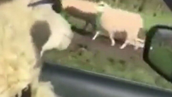 Hey, buddy, need a ride?