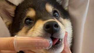 Immersive SPA for puppies!