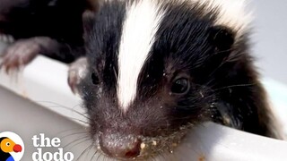นี่คือวิธีที่ Baby Skunk Sprays Dodo ตัวน้อยแต่ดุร้าย