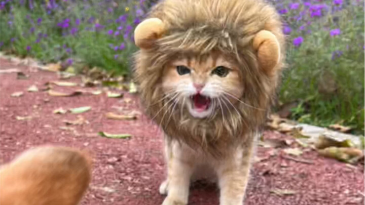 Are you trying to piss people off by treating them like fools? Wasabi has joined Bilibili!