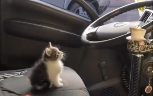 Sopir Uber saya agak kecil.