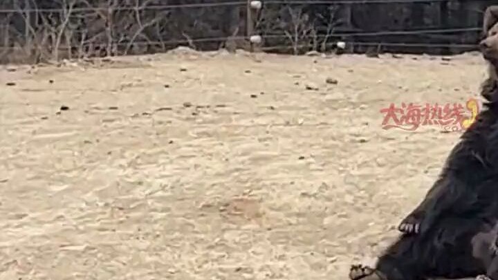 Du khách gọi gấu đứng lên “làm việc”, gấu lập tức hiểu ý, liền đứng dậy vẫy tay.