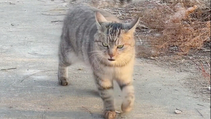 มันเหมือนรู้ตัวว่าตัวเองหล่อมาก