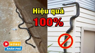 Muốn rắn không bò vào nhà hãy làm ngay điều này trước khi quá muộn| Hóng Khám Phá