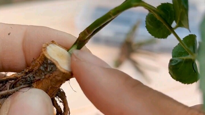 การตอนกิ่งง่ายกว่าการปักชำ คุณเชื่อไหม?