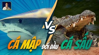 CÁ MẬP ĐẠI CHIẾN CÁ SẤU, CON NÀO SẼ THẮNG?