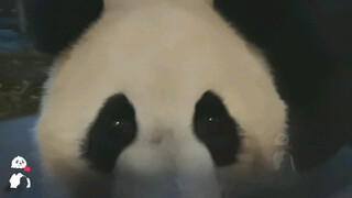 Panda Ji Xiao Sangat Baik Kepada Penggemarnya