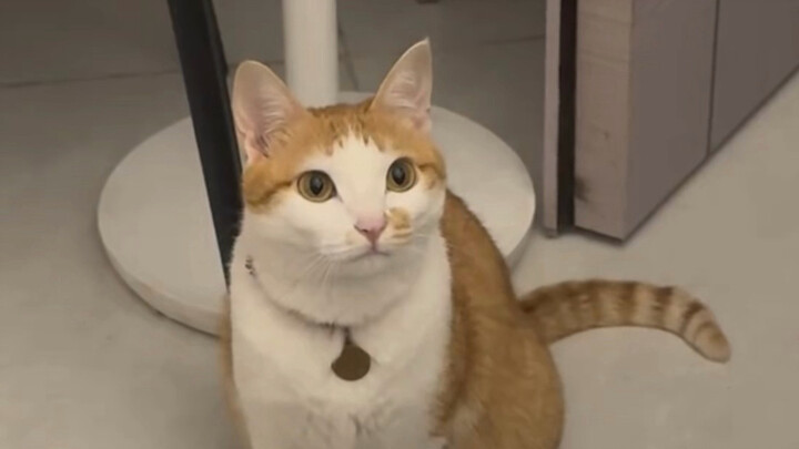 Cat: What should I do when the human keeps making noise after bringing it home?