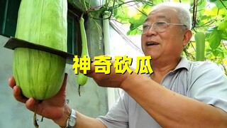 一颗“砍瓜”能吃一辈子？吃多少就砍多少，为什么瓜不会腐烂？