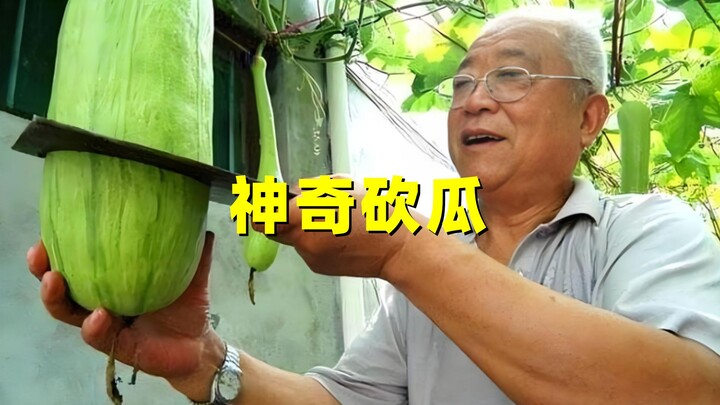 Một quả "dưa chặt" có thể ăn cả đời sao? Cứ ăn bao nhiêu thì chặt bấy nhiêu, tại sao dưa lại không b