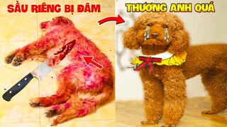 Thú Cưng Vlog | Sầu Riêng Và Cô Cô #11 | Chó gâu đần thông minh vui nhộn | Funny smart pet dog