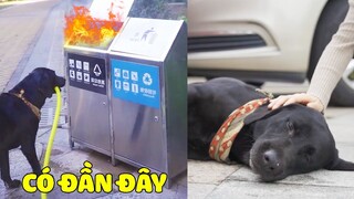 Đần Đen Thông Minh | Đừng Lo Sợ, Tôi Sẽ Giúp Đỡ Bạn 😥 Gâu Đần Official