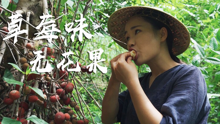 【วิดีโอบล็อกด้านตะวันตกของยูนนาน】รสชาติมะเดื่อป่ากลับมีกลิ่นสตรอว์เบอร์รี! ซ่อนอยู่ใต้รากไม้ หยิบมาแ