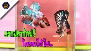 แจกปลากัดนีโม่ฟรีใครทายถูกได้ไปเลยมาดูกันยากจริงสไลต์korattv