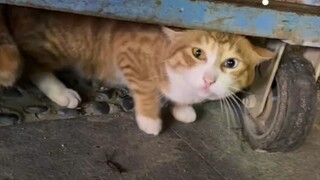 Kucing: Apa yang sedang kamu lakukan?