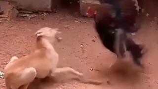 [Yu Xuan] Con chó này bị gà mổ, nghe như nhạc điện tử vậy~