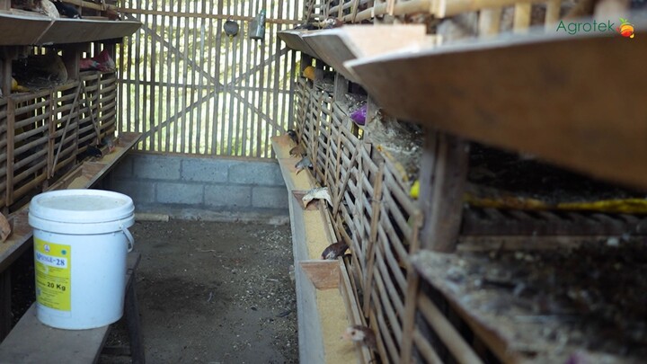 Tetap Jadi Pemadam Kebakaran, Sukses Ternak Ayam KUB! Untung Hingga Rp1 Juta per